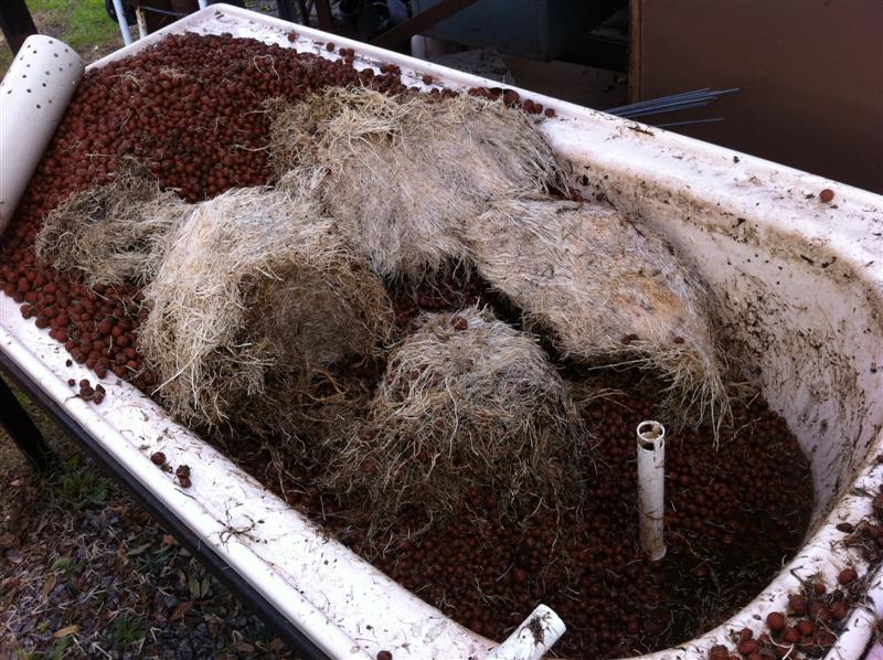 Passionfruit 003 (Medium).jpg