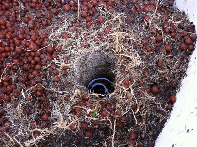 Passionfruit 002 (Medium).jpg