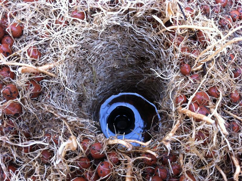 Passionfruit 001 (Medium).jpg