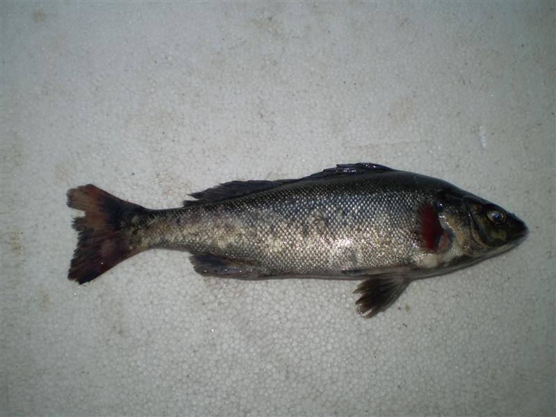 P4200047 (Medium).JPG