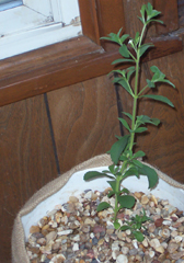 stevia.jpg