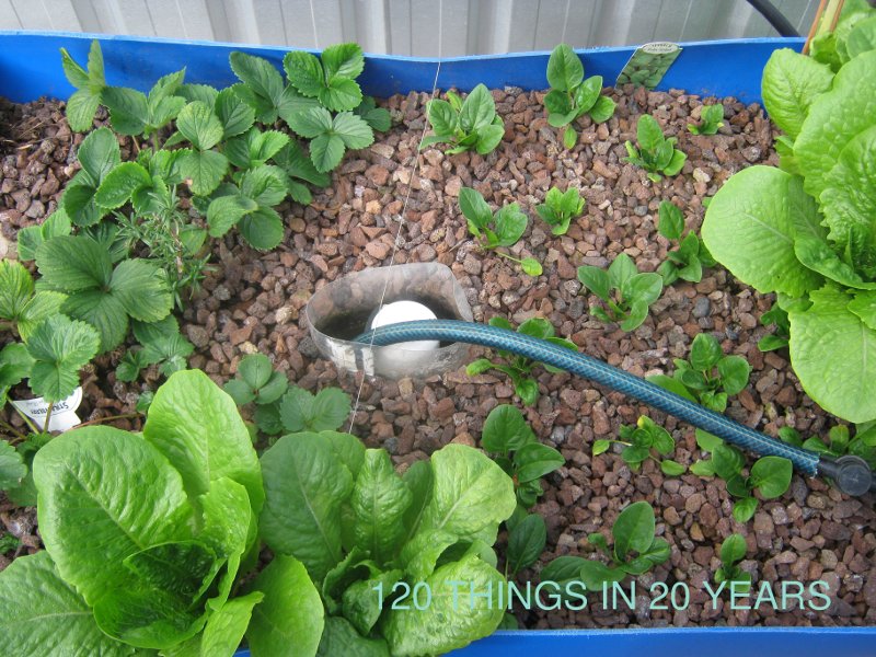 120 Things in 20 years - aquaponics - direct flow into syphon.jpg