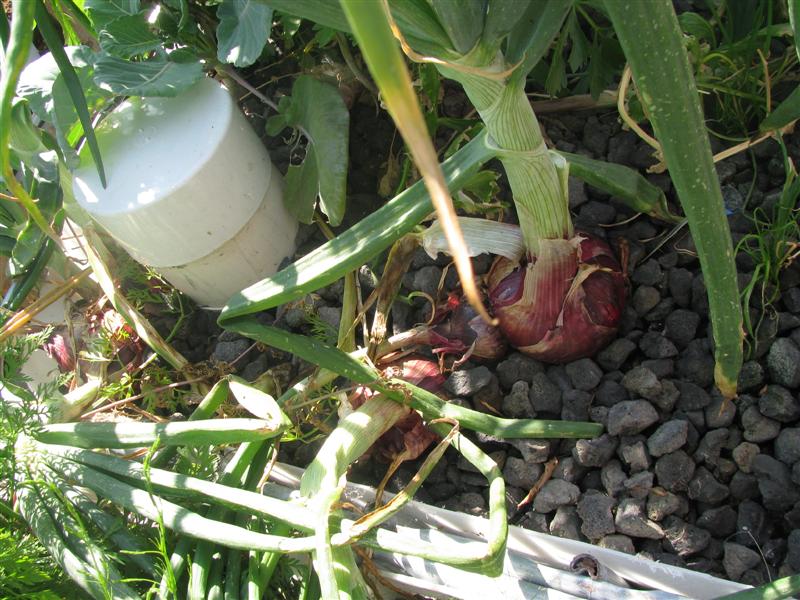 IMG_6199 (Custom).JPG