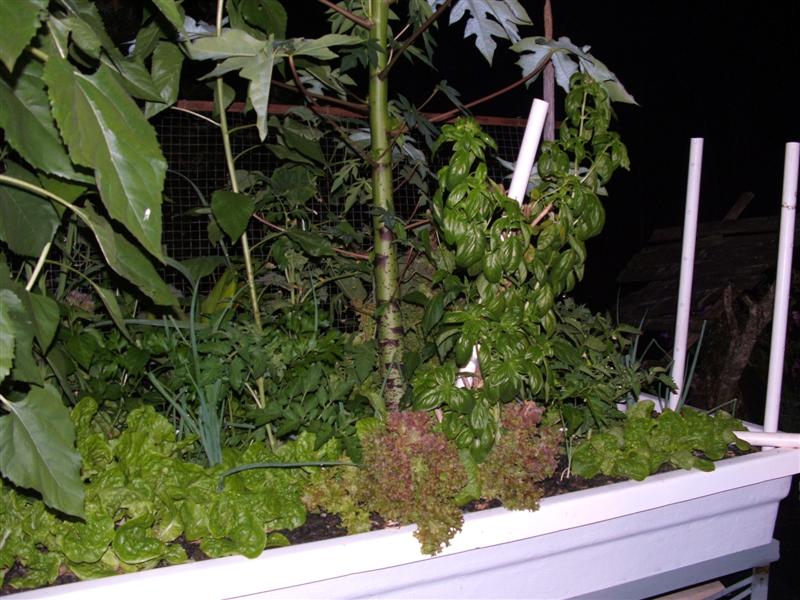 DSCF3863 (Medium).JPG