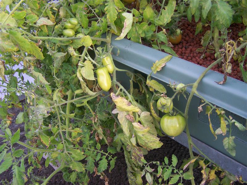 100_6272 (Custom).JPG