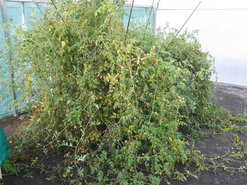 100_6273 (Custom).JPG