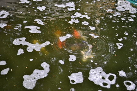 Random Koi shots 3.JPG