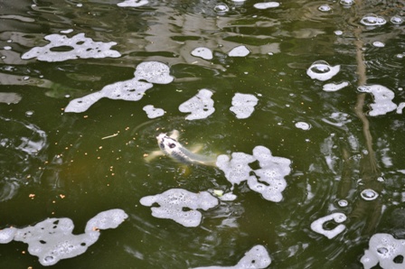 Random Koi shots 5.JPG