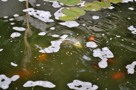 Random Koi shots 7.JPG