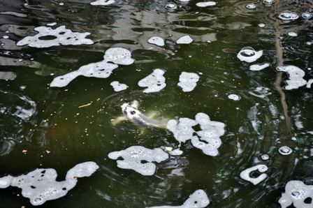 Random Koi shots 10.JPG