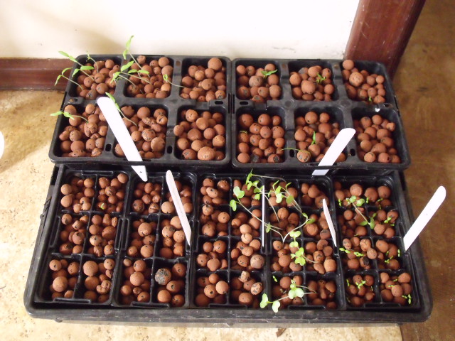 seedlings.JPG