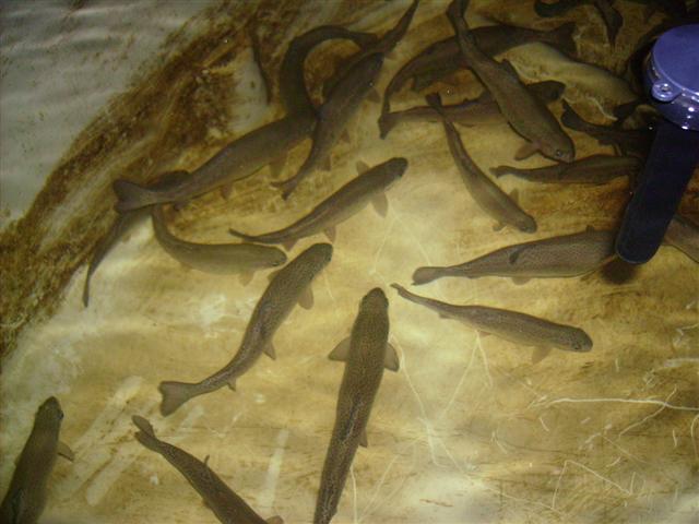 IMGP1032 (Small).JPG