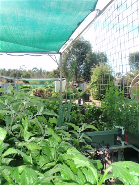 P5290351 (Medium).JPG