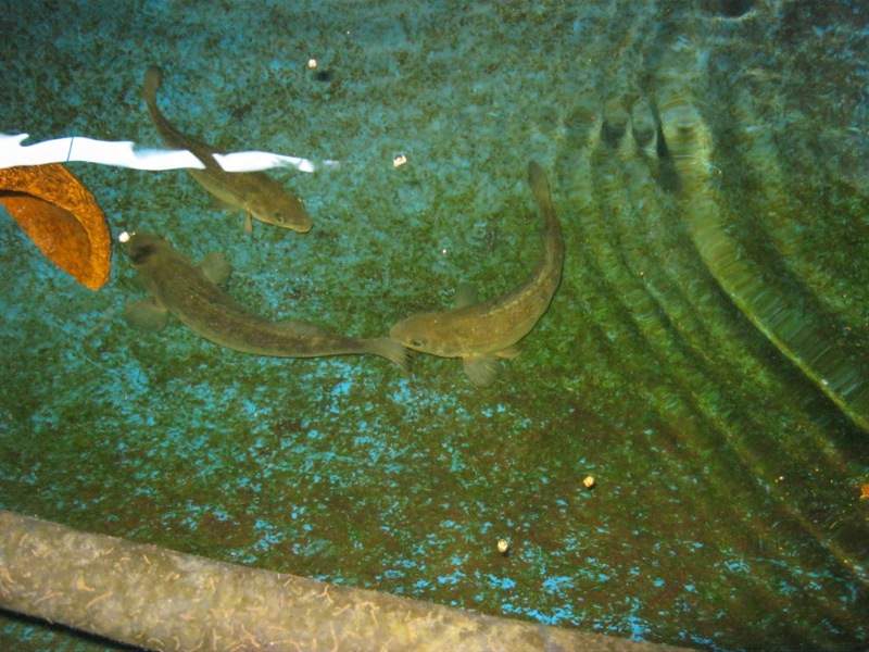 120 things in 20 years - Aquaponics silver perch - BYAP small.JPG