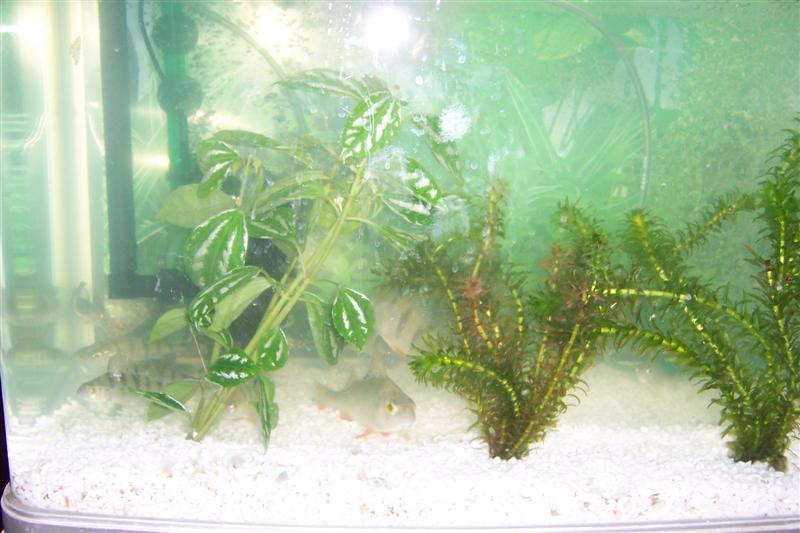 Redfin in aquarium.JPG