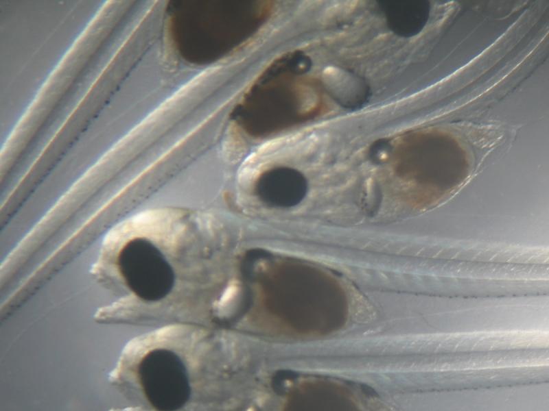 First feeding SP.jpg