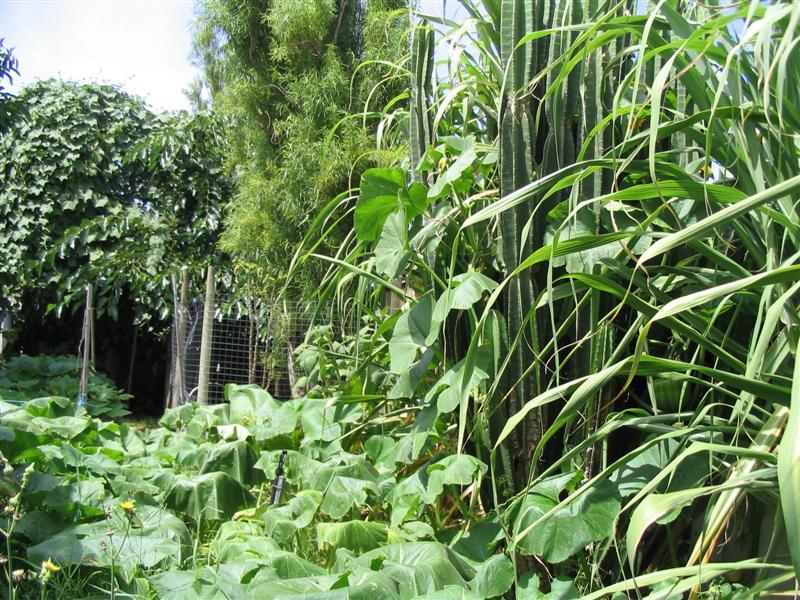 photo_758 (Medium).jpg