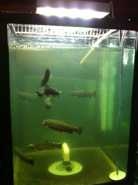 Fish003 (Medium).jpg