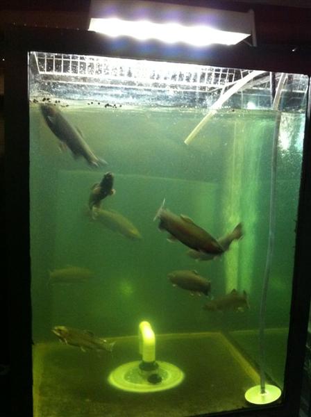 fish007 (Medium).jpg