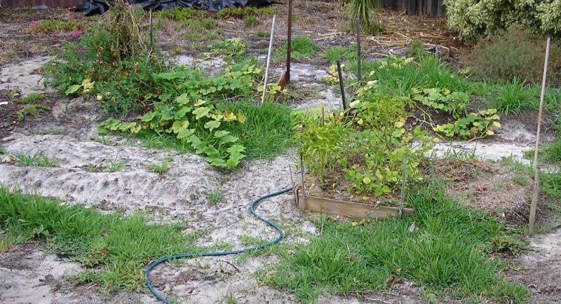 Vegie patch .JPG