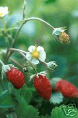 alpine strawberry.jpg