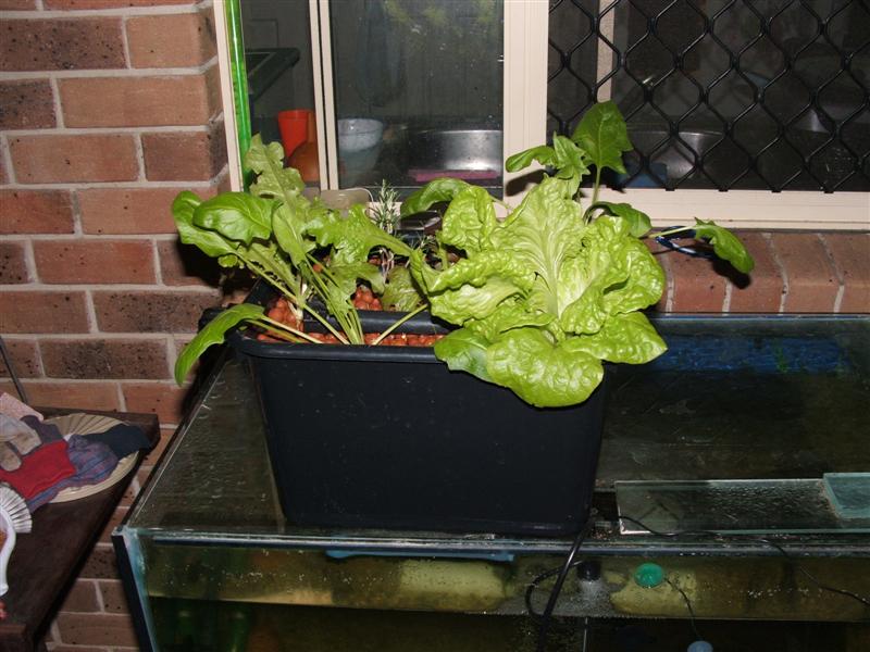 DSCF2415 (Medium).JPG