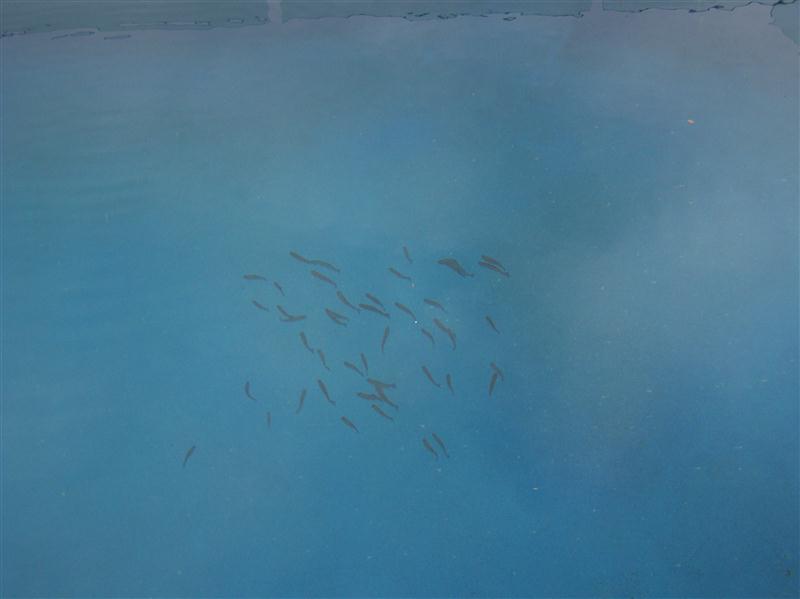 100_6339 (Custom).JPG