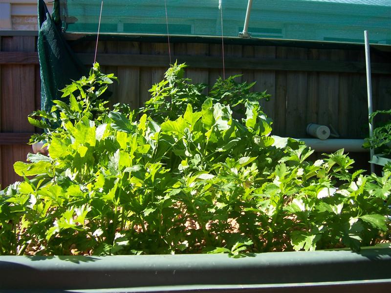 100_1976 (Medium).jpg