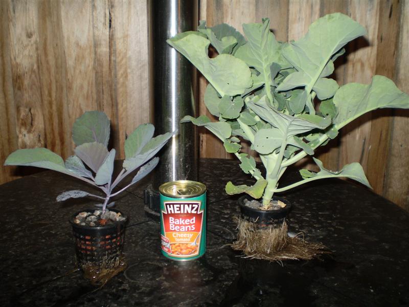 P4270011 (Medium).JPG