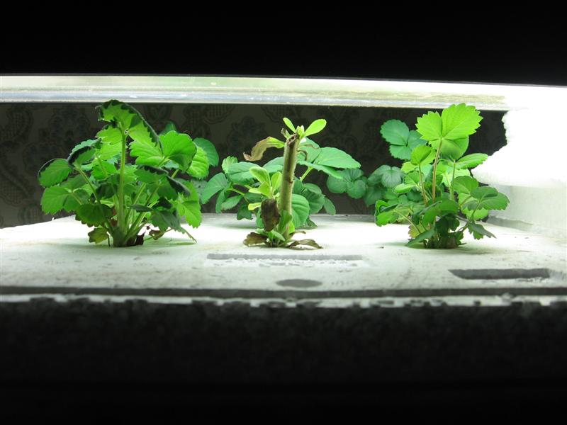 Aqua - Aug 10 013 (Medium).jpg