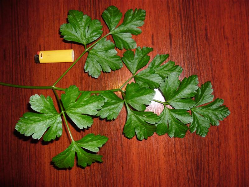 SAM_0180 (Medium).JPG