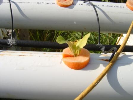 Damian's NFT System2.jpg