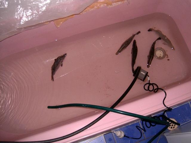 purging barra in the bath 002.jpg