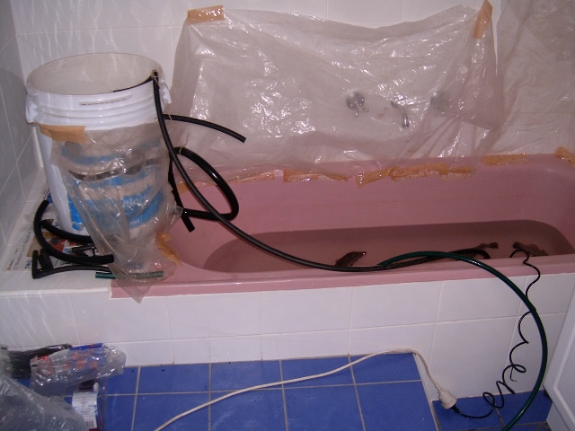 purging barra in the bath 001.jpg