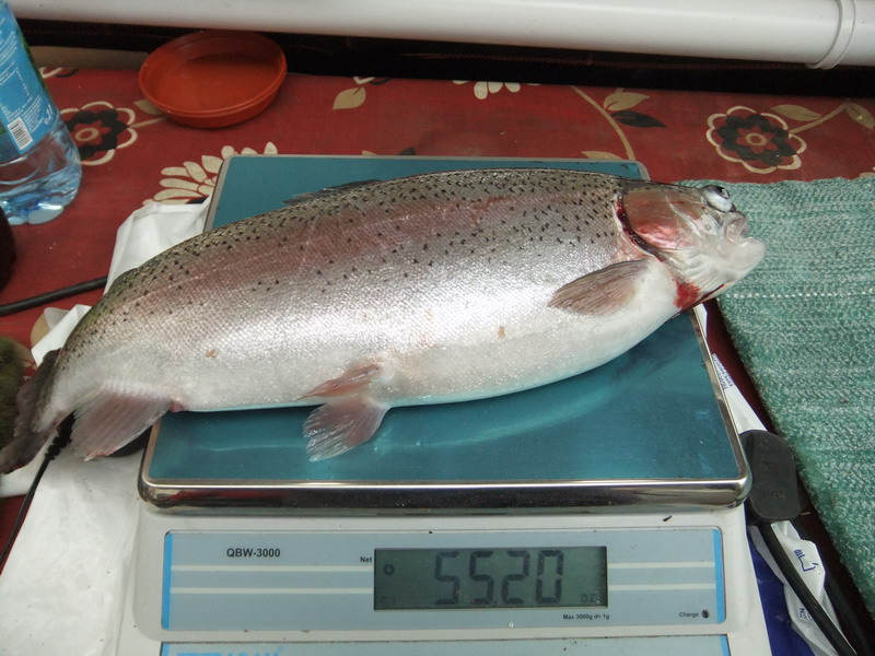 large rainbow trout.jpg