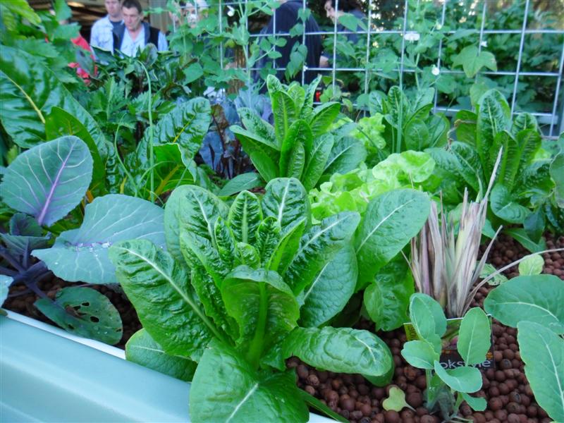 SAM_0201 (Medium).JPG