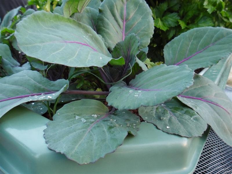 SAM_0217 (Medium).JPG