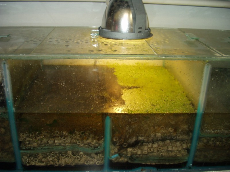 Duck weed in sump.jpg