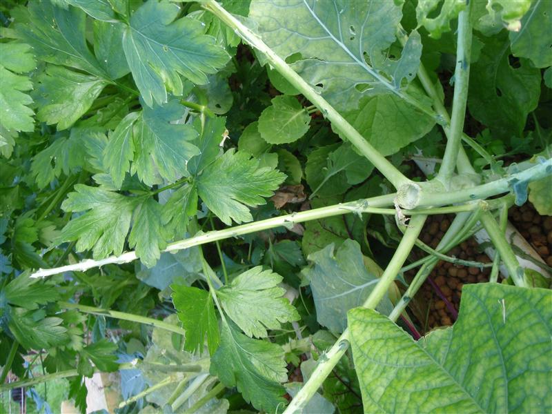 P7020329 (Custom).JPG