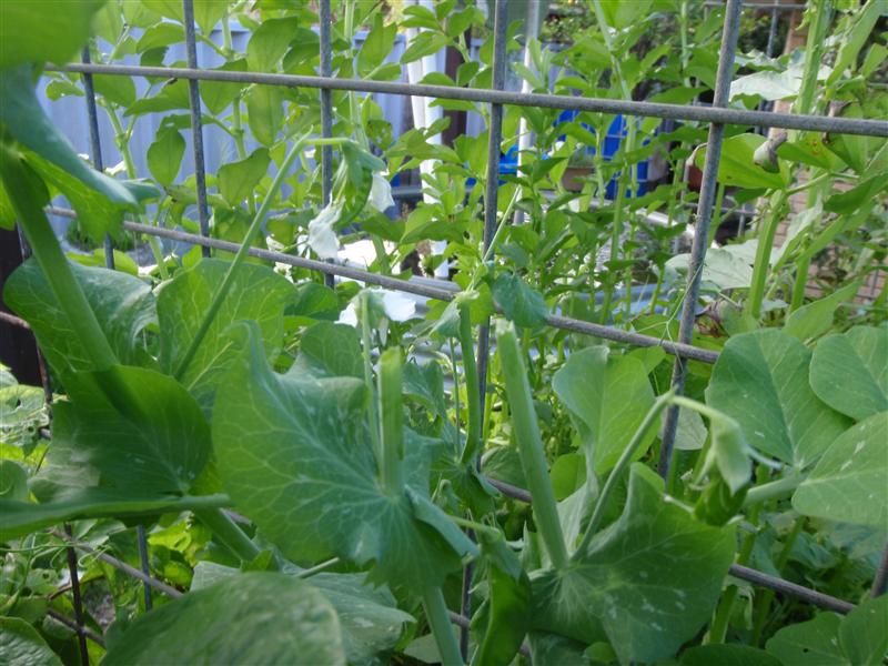 P7020327 (Custom).JPG