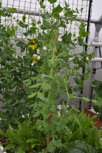 aquaponics 03.07.11 004.jpg