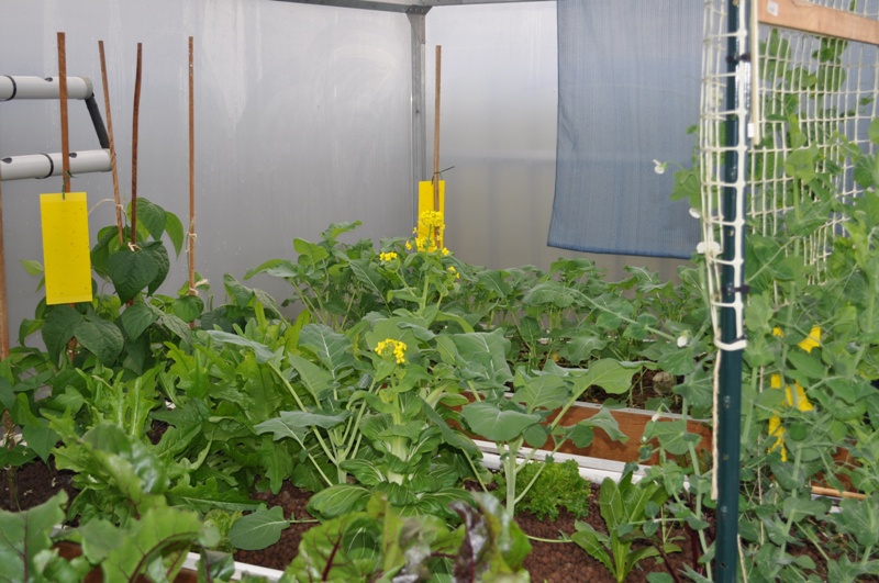 aquaponics 03.07.11 005.jpg