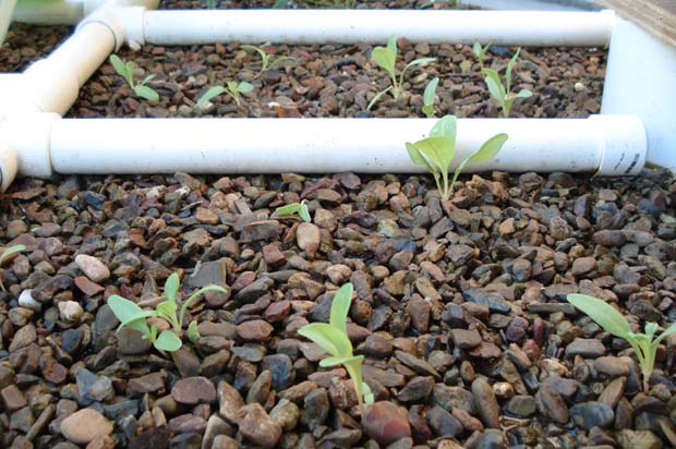 seedlings.jpg