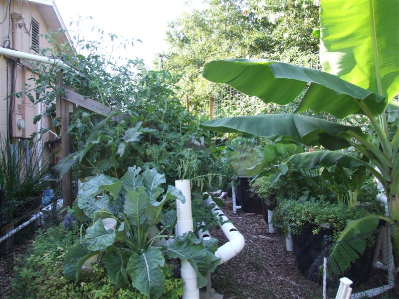 Big System July 3 2011 (Medium).JPG