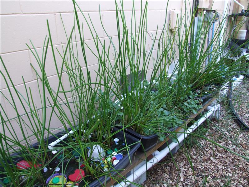 Water chestnuts (Medium).JPG