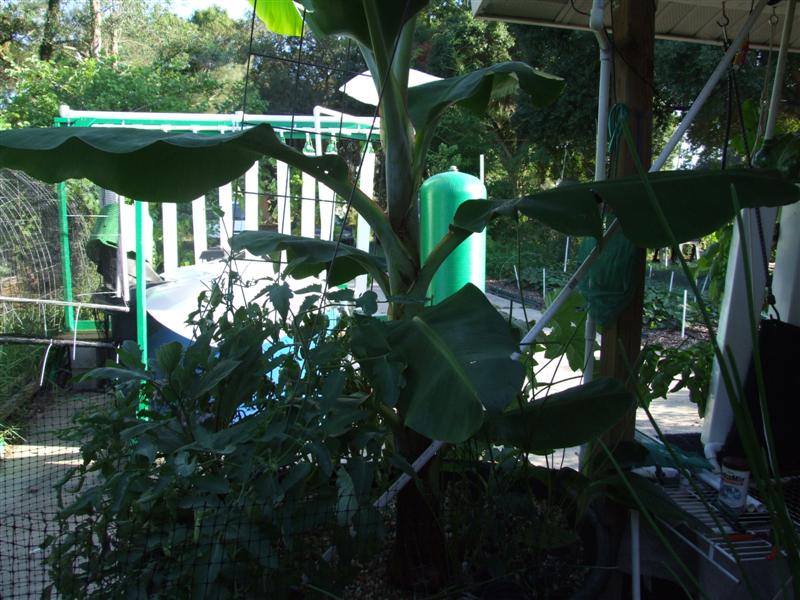 uh oh bananio (Medium).JPG