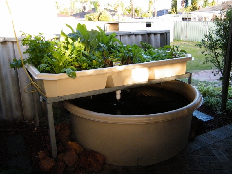 JezaB_aquponics_16-06-11_01 (800x600).jpg