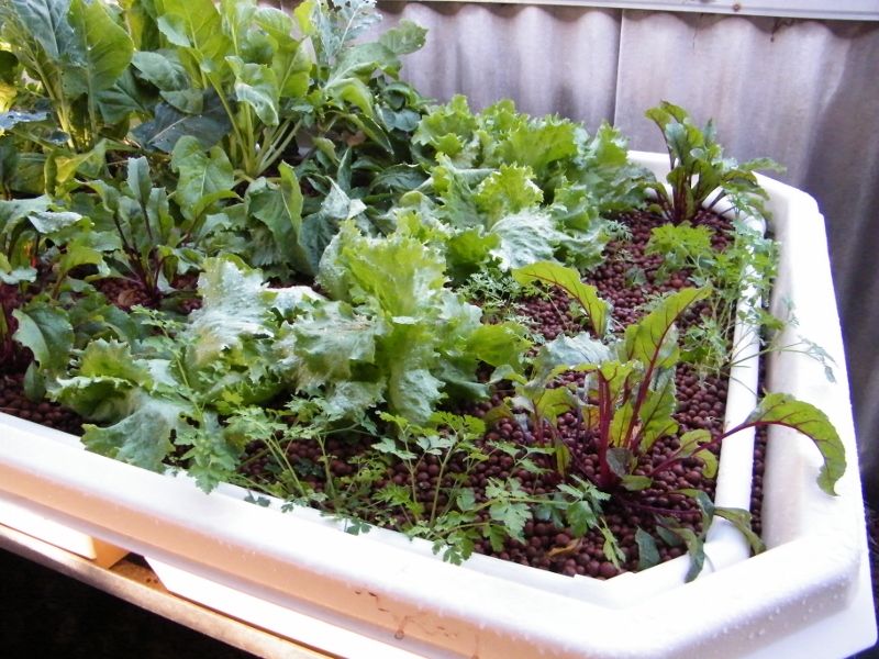 JezaB_aquponics_16-06-11_02 (800x600).jpg