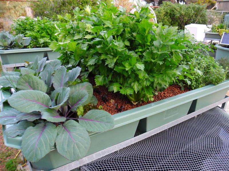 SAM_0105 (Medium).JPG