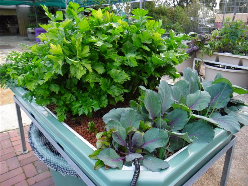 SAM_0108 (Medium).JPG